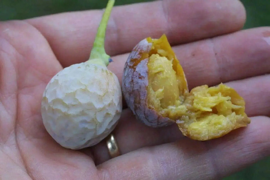 GINKGO biloba Seeds, FRUIT TREE - Caribbean garden seed