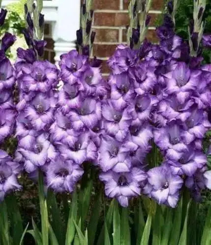 Gladiolus Blue Sky. ( 10 Bulbs),flowering, Perennial. - Caribbean garden seed