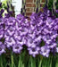 Gladiolus Blue Sky. ( 10 Bulbs),flowering, Perennial. - Caribbean garden seed
