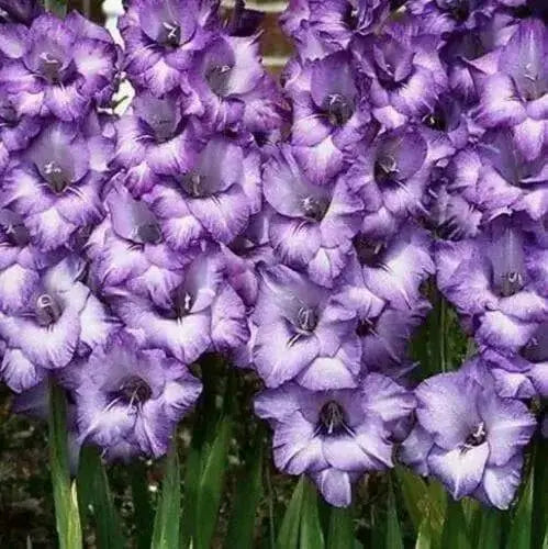 Gladiolus Blue Sky. ( 10 Bulbs),flowering, Perennial. - Caribbean garden seed