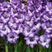 Gladiolus Blue Sky. ( 10 Bulbs),flowering, Perennial. - Caribbean garden seed