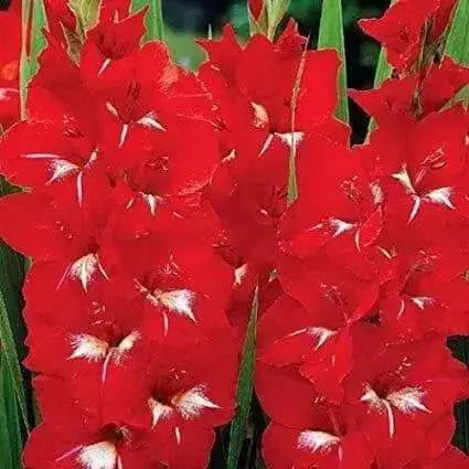 Gladiolus  bulbs - Traderhorn,Summer flowering, Perennial - Caribbean garden seed
