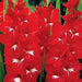 Gladiolus  bulbs - Traderhorn,Summer flowering, Perennial - Caribbean garden seed