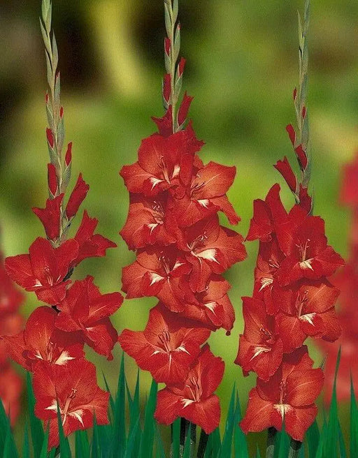 Gladiolus  bulbs - Traderhorn,Summer flowering, Perennial - Caribbean garden seed