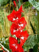 Gladiolus  bulbs - Traderhorn,Summer flowering, Perennial - Caribbean garden seed