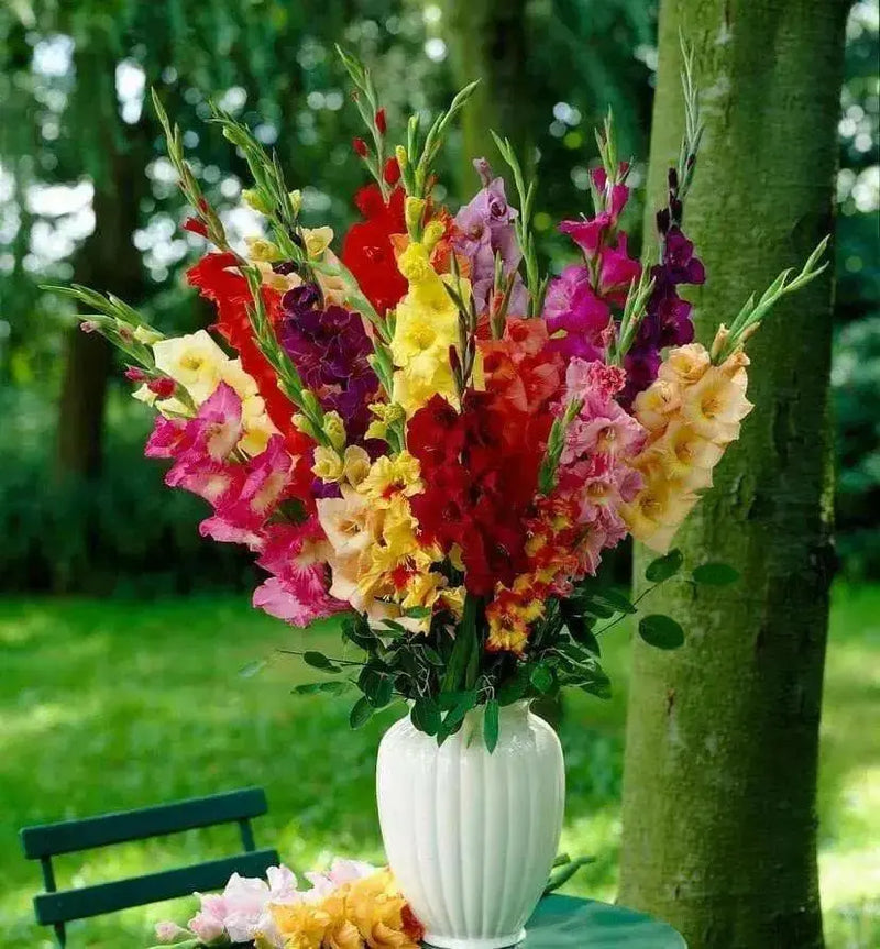 Gladiolus  bulbs- Mix color  (10 Bulbs),Summer flowering, - Caribbean garden seed