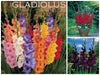 Gladiolus  bulbs- Mix color  (10 Bulbs),Summer flowering, - Caribbean garden seed