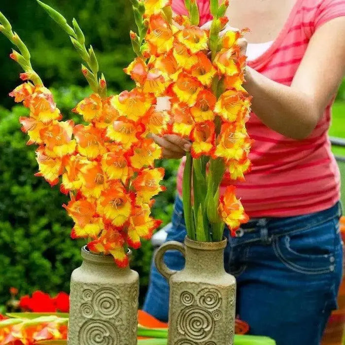 Gladiolus  bulbs (10 corms)- Princess Margaret Rose ,Summer flowering, Perennial - Caribbean garden seed
