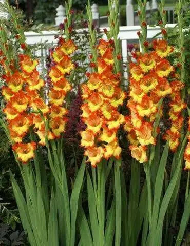 Gladiolus  bulbs (10 corms)- Princess Margaret Rose ,Summer flowering, Perennial - Caribbean garden seed