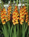 Gladiolus  bulbs (10 corms)- Princess Margaret Rose ,Summer flowering, Perennial - Caribbean garden seed