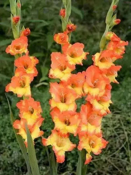 Gladiolus  bulbs (10 corms)- Princess Margaret Rose ,Summer flowering, Perennial - Caribbean garden seed