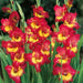 Gladiolus  bulbs (10 corms)- Princess Margaret Rose ,Summer flowering, Perennial - Caribbean garden seed
