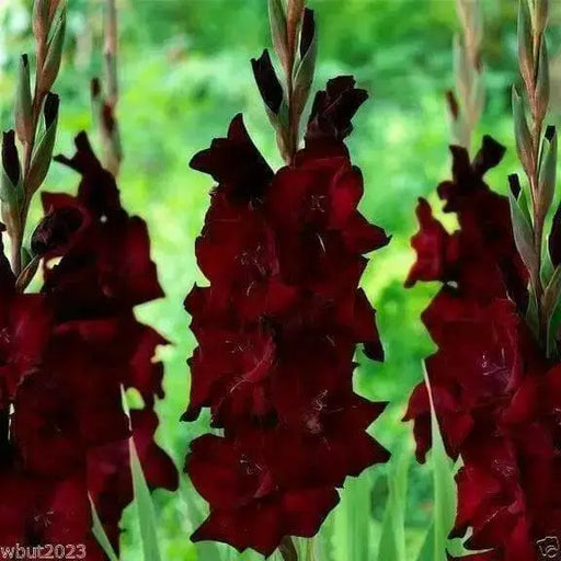 Gladiolus bulbs "Espresso" , Perennial FLOWERS - Caribbean garden seed