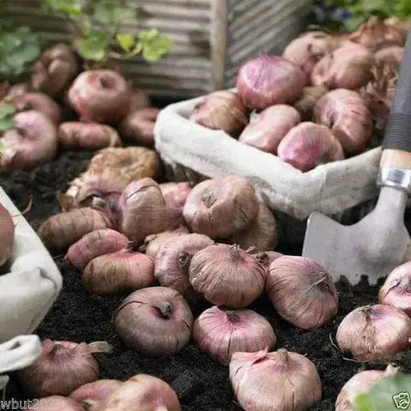 Gladiolus bulbs "Espresso" , Perennial FLOWERS - Caribbean garden seed