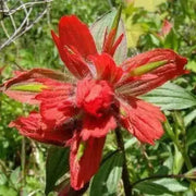 Giant Red Indian Paintbrush Seeds - Caribbean garden seed