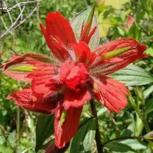 Giant Red Indian Paintbrush Seeds - Caribbean garden seed