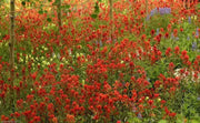 Giant Red Indian Paintbrush Seeds - Caribbean garden seed