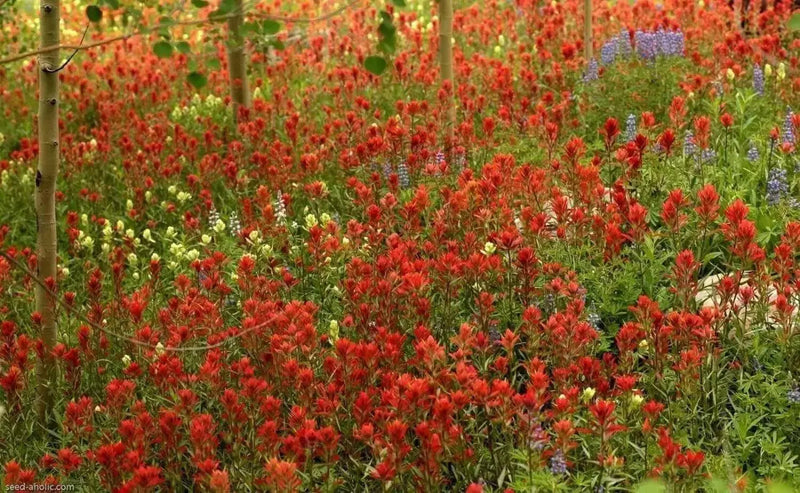 Giant Red Indian Paintbrush Seeds - Caribbean garden seed