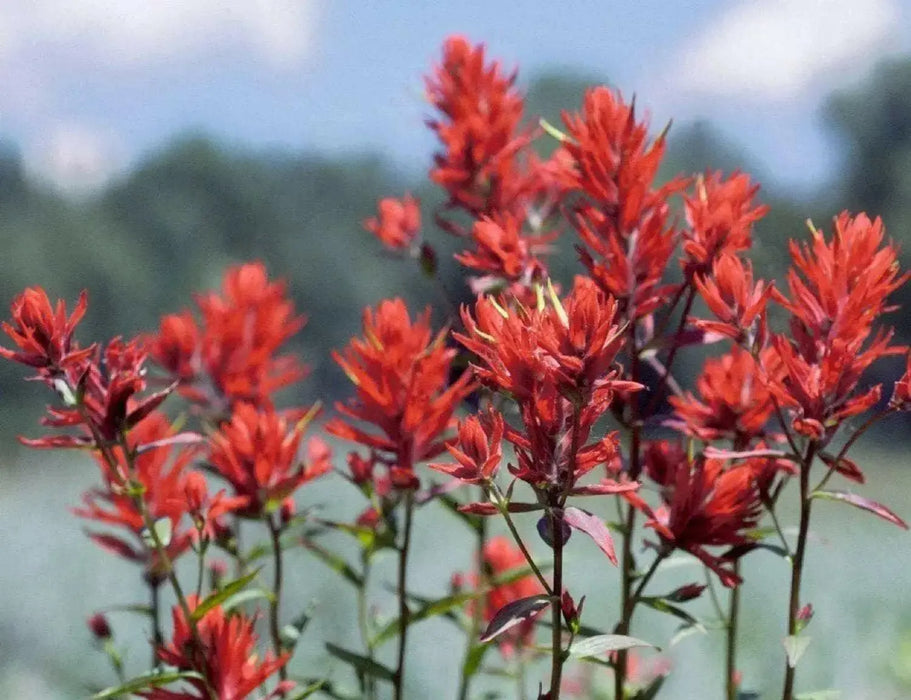 Giant Red Indian Paintbrush Seeds - Caribbean garden seed