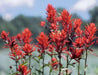 Giant Red Indian Paintbrush Seeds - Caribbean garden seed