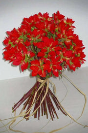 Giant Red Indian Paintbrush Seeds - Caribbean garden seed