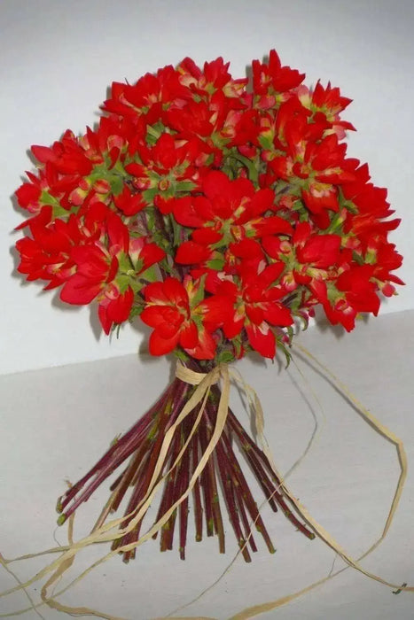 Giant Red Indian Paintbrush Seeds - Caribbean garden seed