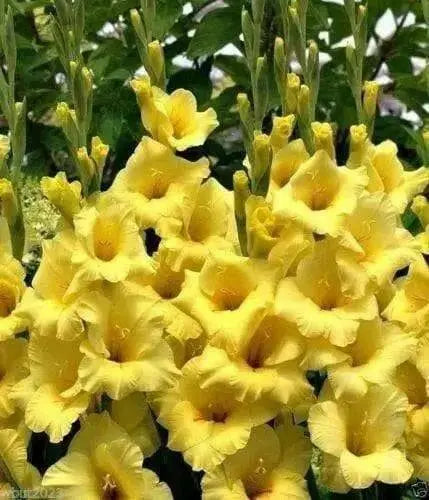 Gladiolus bulbs ,sunny yellow, PERENNIAL FLOWERS - Caribbean garden seed