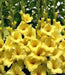 Gladiolus bulbs ,sunny yellow, PERENNIAL FLOWERS - Caribbean garden seed