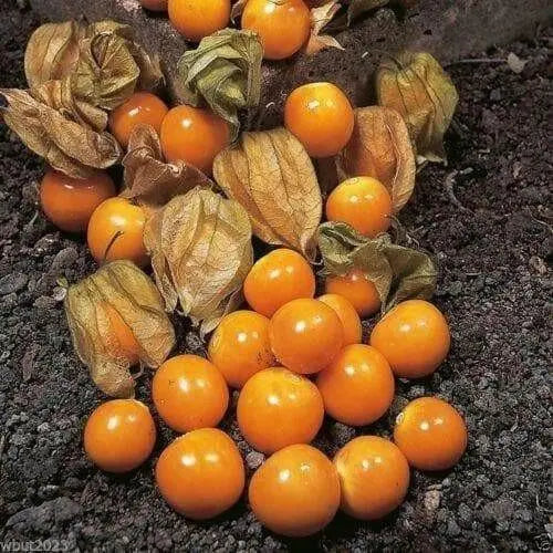 GIANT Poha Berry SEEDS ,Cape Gooseberry, Ground Cherry - Caribbean garden seed