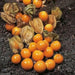 GIANT Poha Berry SEEDS ,Cape Gooseberry, Ground Cherry - Caribbean garden seed