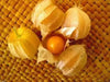 GIANT Poha Berry SEEDS ,Cape Gooseberry, Ground Cherry - Caribbean garden seed
