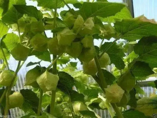 GIANT Poha Berry SEEDS ,Cape Gooseberry, Ground Cherry - Caribbean garden seed