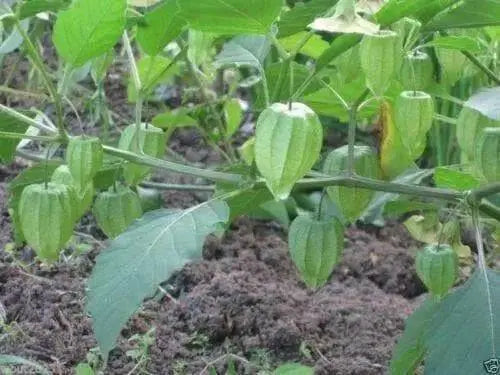 GIANT Poha Berry SEEDS ,Cape Gooseberry, Ground Cherry - Caribbean garden seed