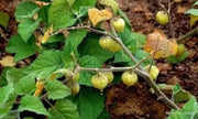 GIANT Poha Berry SEEDS ,Cape Gooseberry, Ground Cherry - Caribbean garden seed