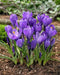 GIANT CROCUS Bulbs - Rememberance, Dutch Crocus Bulbs - Caribbean garden seed