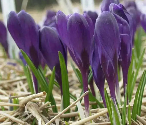 GIANT CROCUS Bulbs - Rememberance, Dutch Crocus Bulbs - Caribbean garden seed