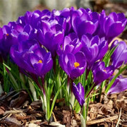 GIANT CROCUS Bulbs - Rememberance, Dutch Crocus Bulbs - Caribbean garden seed