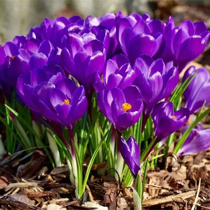 GIANT CROCUS Bulbs - Rememberance, Dutch Crocus Bulbs - Caribbean garden seed