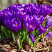 GIANT CROCUS Bulbs - Rememberance, Dutch Crocus Bulbs - Caribbean garden seed