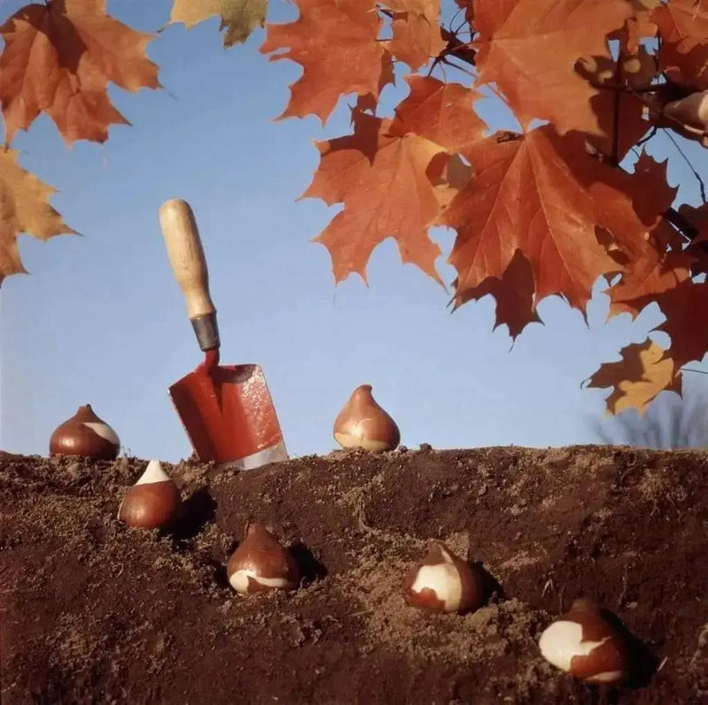 GIANT CROCUS Bulbs - Rememberance, Dutch Crocus Bulbs - Caribbean garden seed
