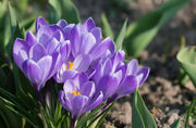 GIANT CROCUS Bulbs - Rememberance, Dutch Crocus Bulbs - Caribbean garden seed