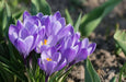 GIANT CROCUS Bulbs - Rememberance, Dutch Crocus Bulbs - Caribbean garden seed