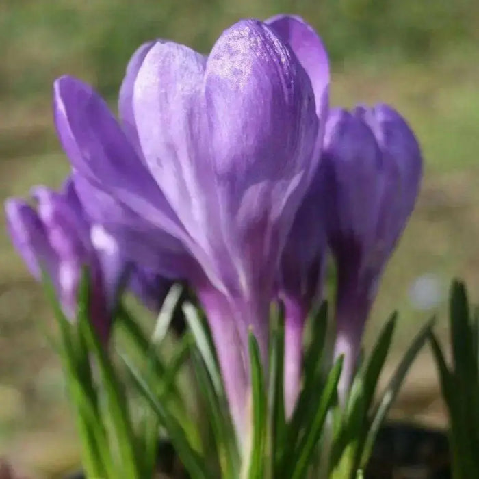 GIANT CROCUS Bulbs - Rememberance, Dutch Crocus Bulbs - Caribbean garden seed