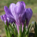 GIANT CROCUS Bulbs - Rememberance, Dutch Crocus Bulbs - Caribbean garden seed