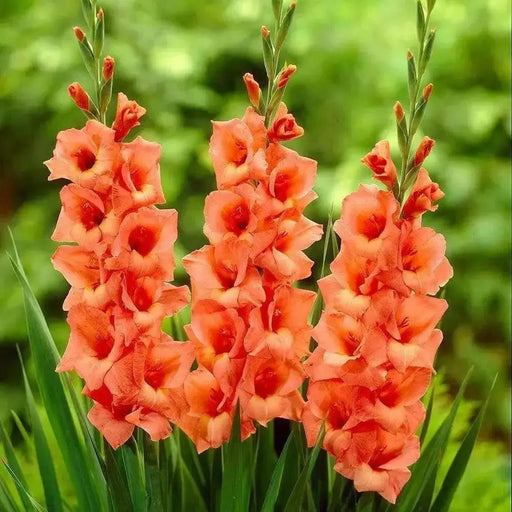 Gladiolus  BULBSlan- Jessica, PERENNIAL FLOWERS - Caribbean garden seed