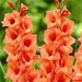 Gladiolus  BULBSlan- Jessica, PERENNIAL FLOWERS - Caribbean garden seed