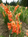 Gladiolus  BULBSlan- Jessica, PERENNIAL FLOWERS - Caribbean garden seed