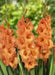 Gladiolus  BULBSlan- Jessica, PERENNIAL FLOWERS - Caribbean garden seed