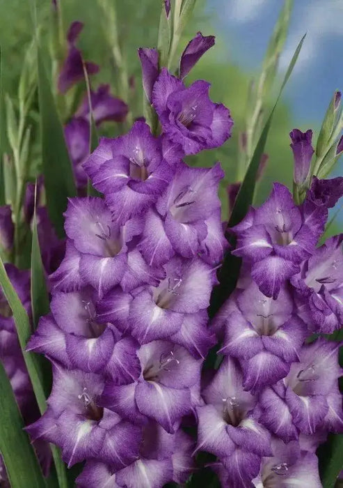 Gladiolus bulbs (corms)- Blue Isle 'Sword lily' ,Summer flowering, Attracts Butterflies - Caribbean garden seed
