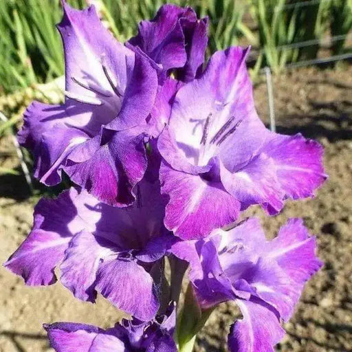 Gladiolus bulbs (corms)- Blue Isle 'Sword lily' ,Summer flowering, Attracts Butterflies - Caribbean garden seed
